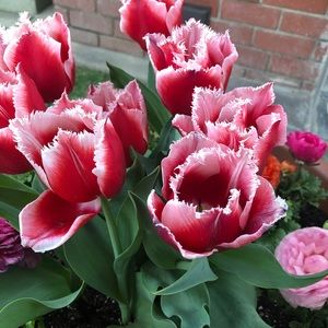 Meet your Posher, Yolanda